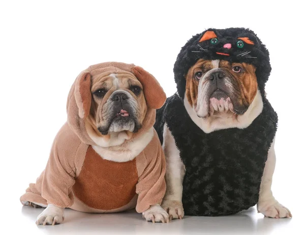 Psy, ubrany jak kot i pies — Zdjęcie stockowe