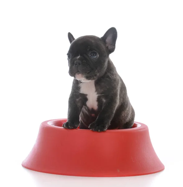 Bulldog francés de cinco semanas de edad —  Fotos de Stock