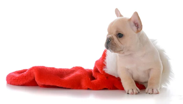 Cucciolo in calza di Natale — Foto Stock