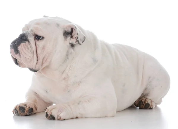 Bulldog inglés masculino — Foto de Stock