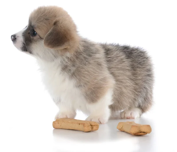 Pembroke galés corgi cachorro con hueso de perro — Foto de Stock