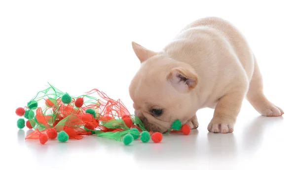 Four week old french bulldog — Stock Photo, Image