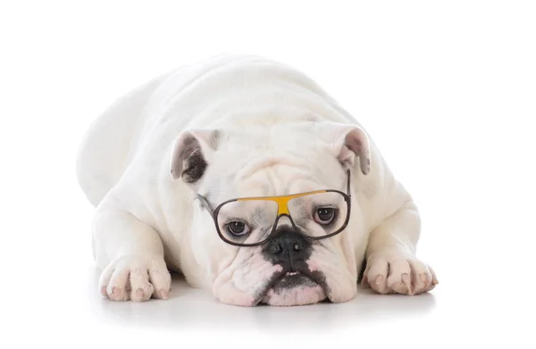 Dog wearing glasses — Stock Photo, Image