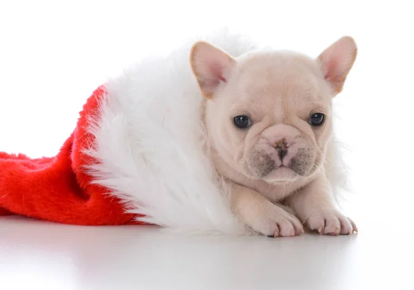 Vier Wochen alte französische Bulldogge — Stockfoto