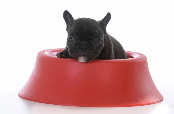 Five week old french bulldog — Stock Photo, Image