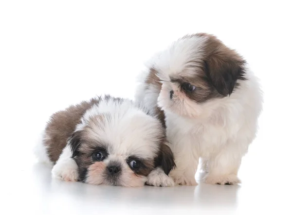 Dois shih tzu filhote de cachorro companheiros — Fotografia de Stock