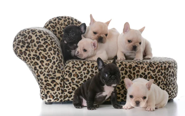 Ninhada de cachorros bulldog franceses — Fotografia de Stock