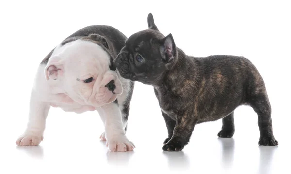 Cachorros de bulldog ingleses e franceses — Fotografia de Stock