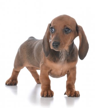 çok güzel dişi dachshund köpek yavrusu