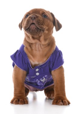 female dogue de bordeaux puppy 