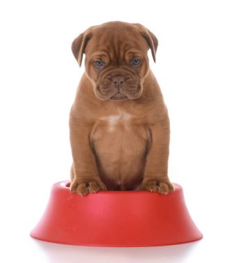 yeni bir köpek yavrusu besleme