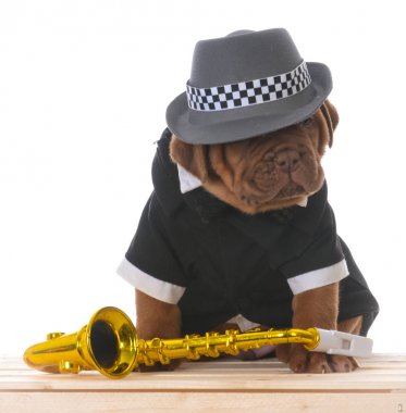 male dogue de bordeaux puppy 