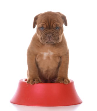 yeni bir köpek yavrusu besleme