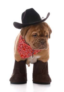 male dogue de bordeaux puppy 