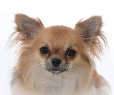 uzun saçlı chiuhuahua