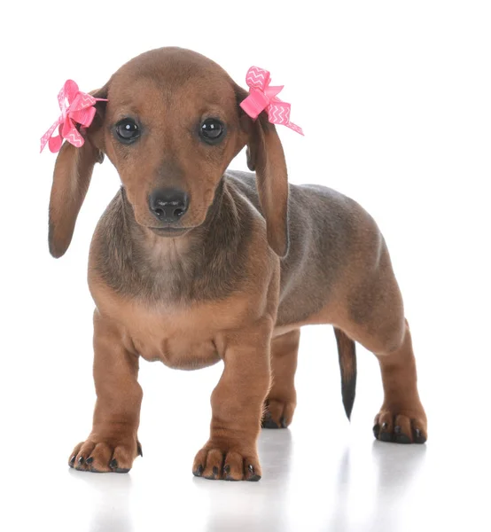 Yndig kvindelig gravhund hvalp - Stock-foto