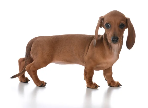 Adorable hembra salchicha cachorro — Foto de Stock