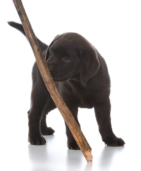 Puppy met een stok — Stockfoto