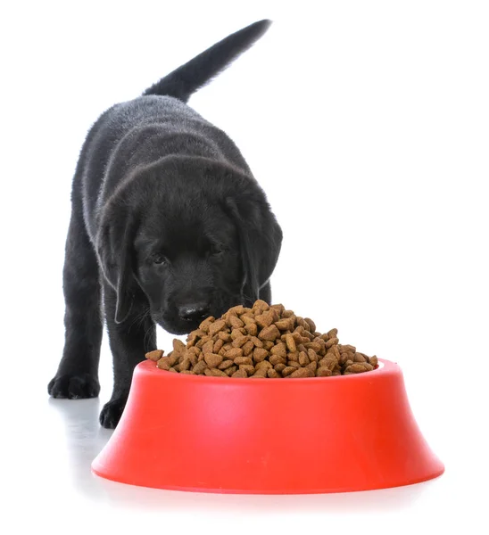 Voeding van het puppy — Stockfoto