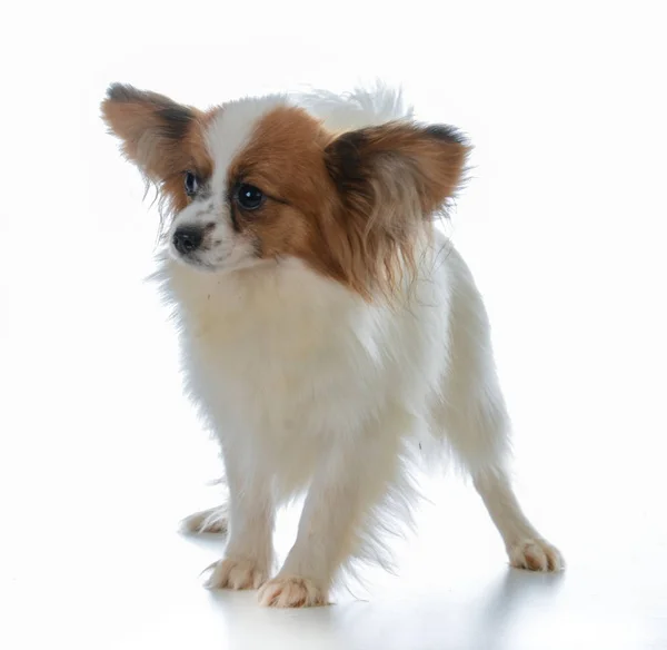 Seven week old papillon — Stock Photo, Image