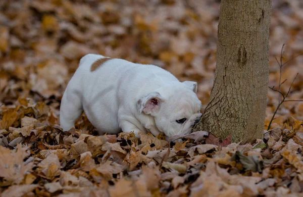 Filhote de cachorro jogando fora no outono — Fotografia de Stock