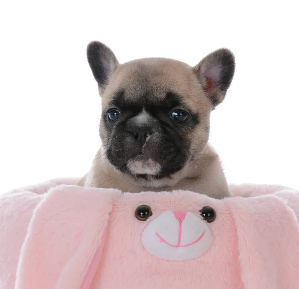 Cachorrinho de bulldog francês — Fotografia de Stock