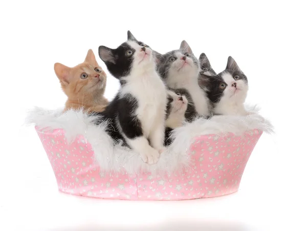 Cucciolata di cinque gattini in un letto — Foto Stock