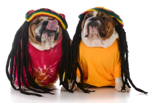 Two dogs with dreadlock — Stock Photo, Image