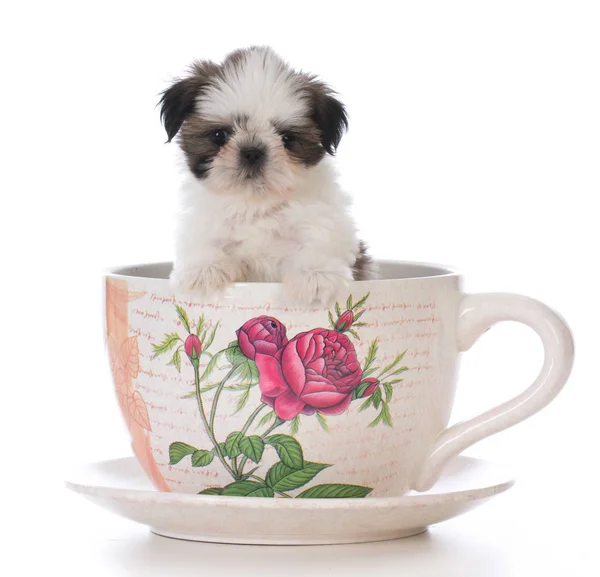 Adorable shih tzu cachorro en un té taza — Foto de Stock
