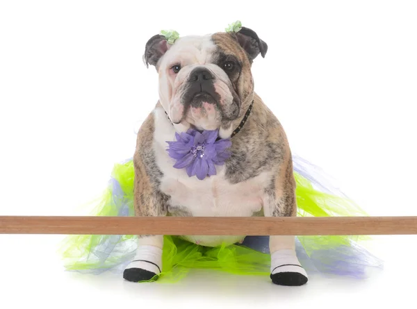 Dog doing ballet — Stock Photo, Image