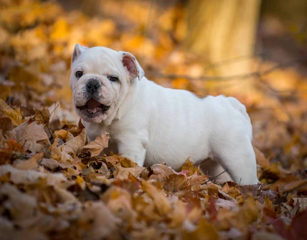 Puppy playing outside in autumn — Stock Photo, Image