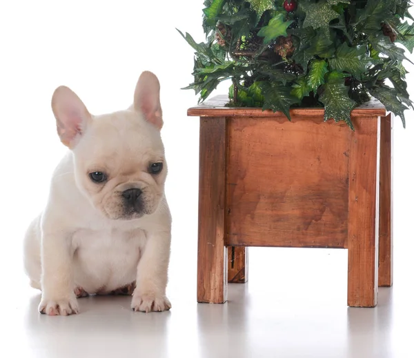 Hund neben Weihnachtsbaum — Stockfoto