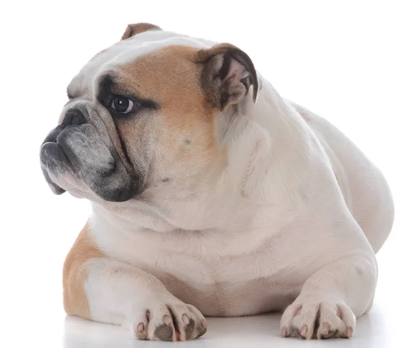 Manliga engelska bulldog — Stockfoto