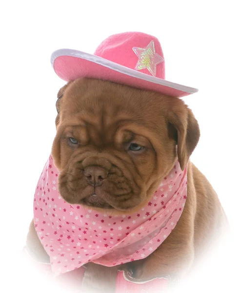 Самка Dogue Бордо Щенок Розовой Бандане Ковбойской Шляпе Белом Фоне — стоковое фото