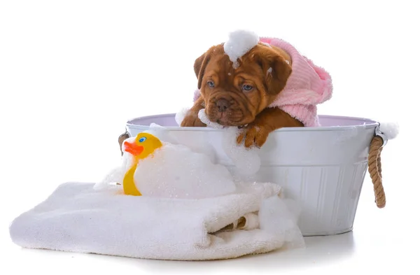 Puppy getting a bath — Stock Photo, Image