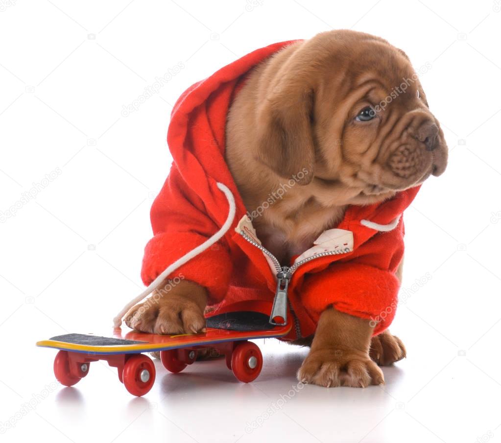 male dogue de bordeaux puppy 