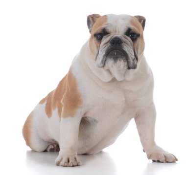 erkek İngilizce bulldog