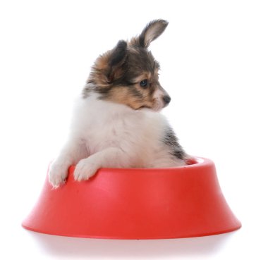 Papillon köpek bir köpek tabak