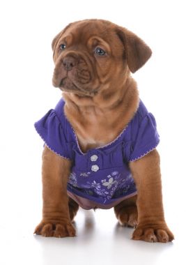 female dogue de bordeaux puppy 