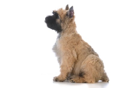 oturan bouvier köpek yavrusu