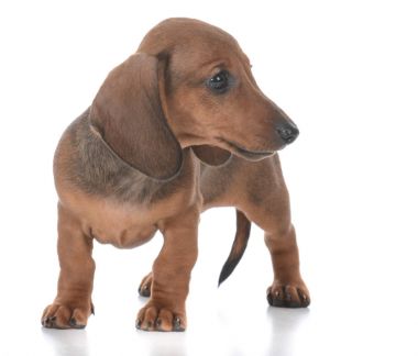 çok güzel dişi dachshund köpek yavrusu