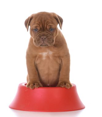 yeni bir köpek yavrusu besleme