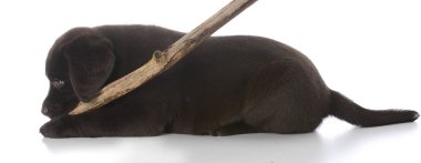 bir sopa ile köpek yavrusu