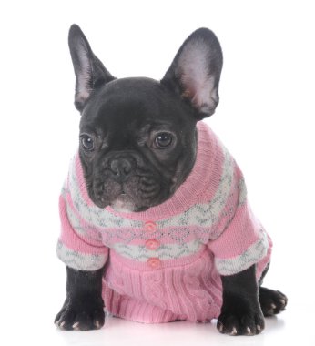 Fransız dişi buldog.