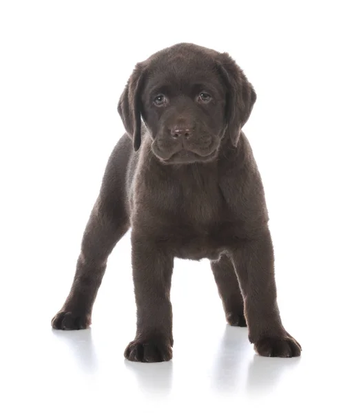 Vrouwelijke labrador retriever — Stockfoto