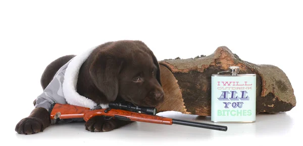 Female hunting dog — Stock Photo, Image