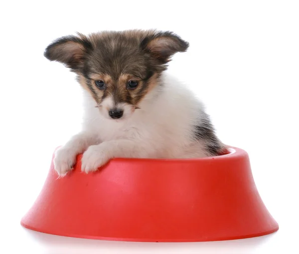 Papillon puppy in a dog dish — Stock Photo, Image