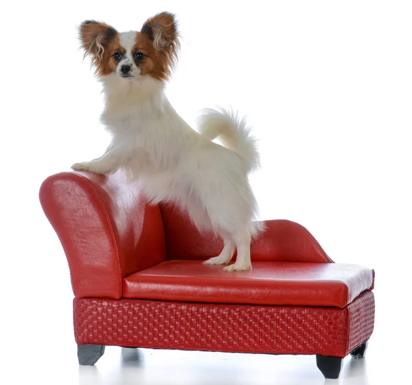Papillon puppy on a couch — Stock Photo, Image