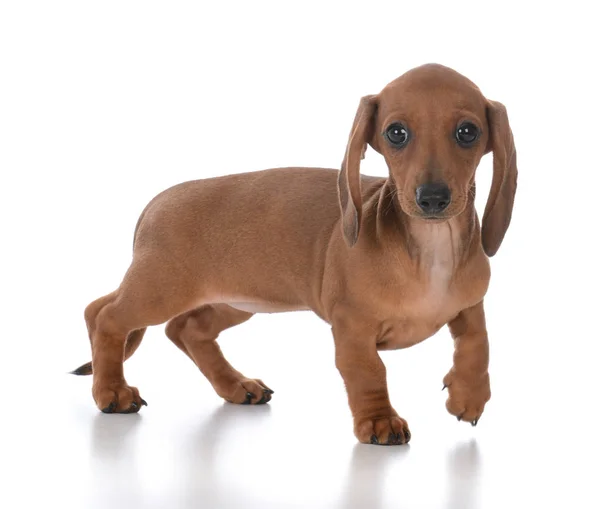 Schattig vrouwelijke teckel pup — Stockfoto