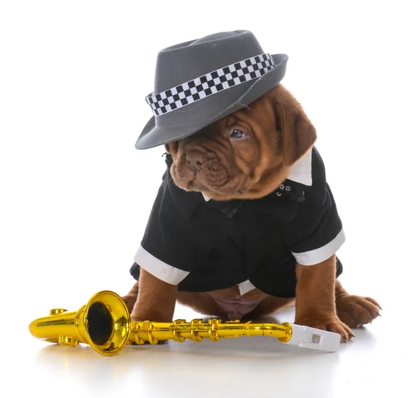 Cachorrinho macho dogue de bordeaux — Fotografia de Stock